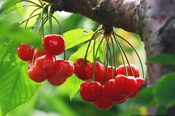 成都园林绿化公司分享樱桃树夏季养护方法