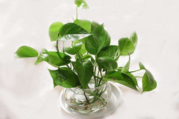 成都绿化工程公司介绍水培植物烂根解决方法