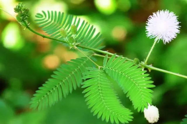 成都绿化公司介绍家里不宜摆放的植物