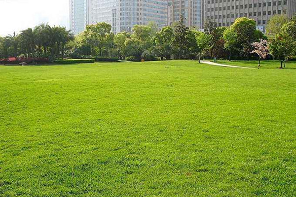 成都绿化改造公司介绍高羊茅草坪如何养护